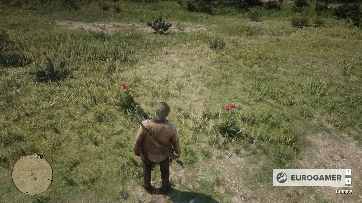 Arthur Morgan đang thu thập Cỏ Thi (Yarrow) bằng Eagle Eye trong RDR2