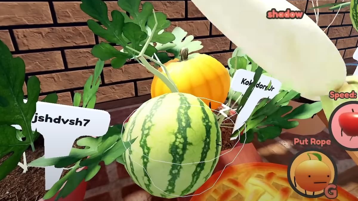 Cây dưa hấu baby Baby Watermelon đang phát triển trong Secret Staycation