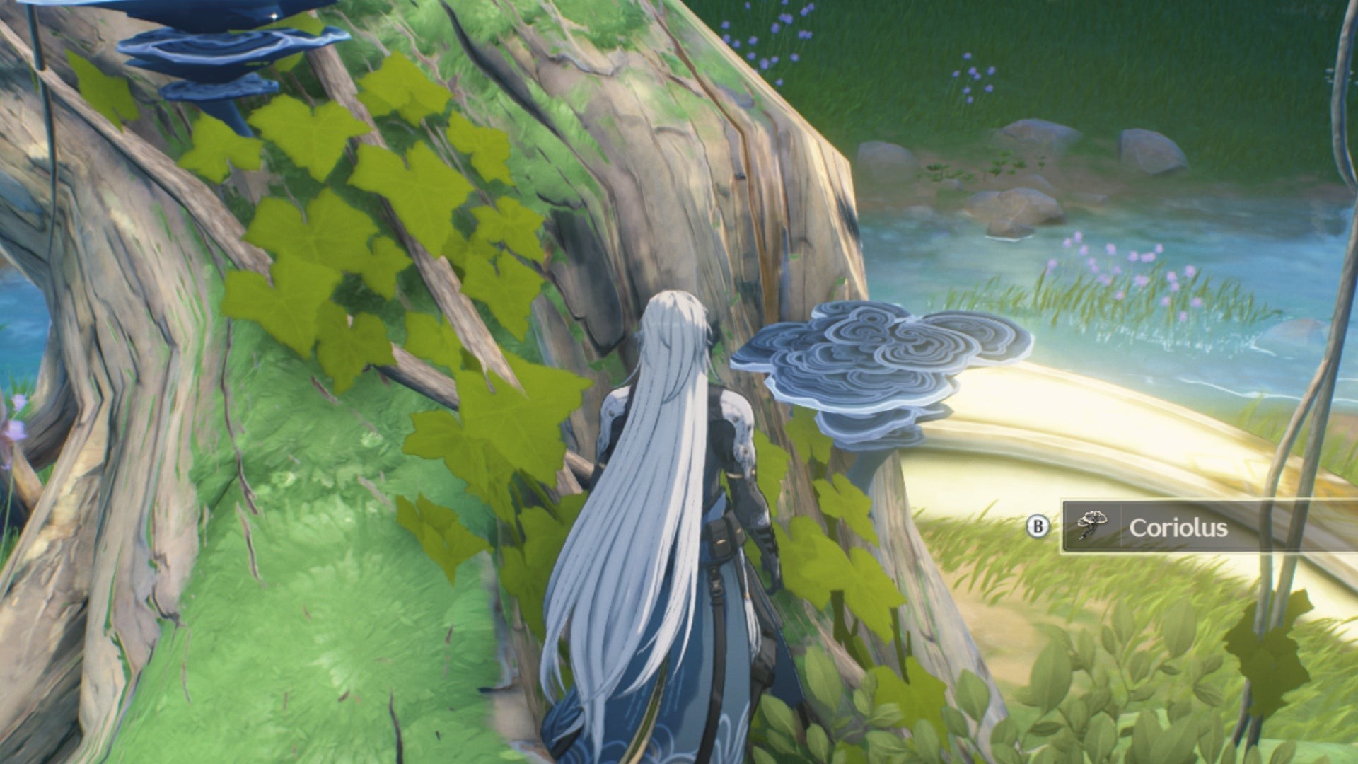 Hình ảnh Vân Chi Nấm (Coriolus) mọc trên thân cây trong Wuthering Waves