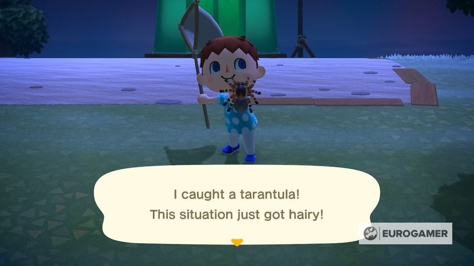 Người chơi Animal Crossing cầm trên tay một con nhện Tarantula vừa bắt được, loài côn trùng giá trị cao
