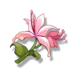 Vật phẩm Pecok Flower trong Wuthering Waves có thể thu thập trong thế giới bạn bè
