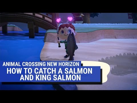 Video hướng dẫn cách bắt cá hồi và cá hồi vua trong Animal Crossing: New Horizons