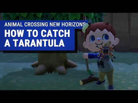 Video hướng dẫn cách bắt nhện Tarantula trong Animal Crossing New Horizons